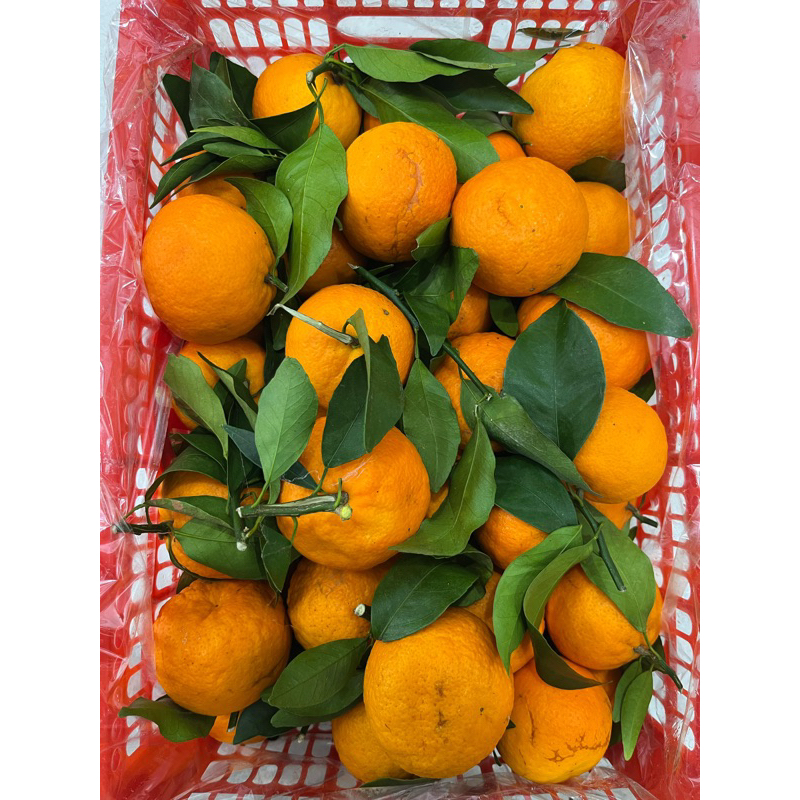 JERUK WOKAM DAUN MANIS BANYAK AIR | HARGA PER KG