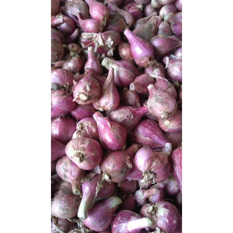 

Bawang merah Brebes