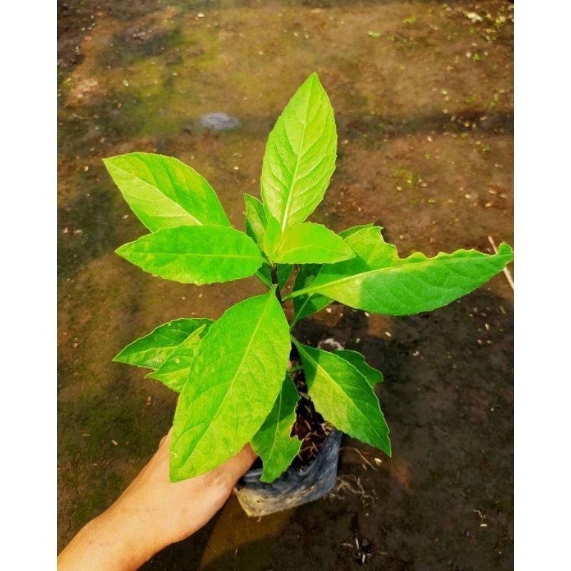 

Keji beling/pecahbeling#daunobat#kejibeling#pecahbeling#kedondong#tanamanherbal#tanamanobat#obatambeyen