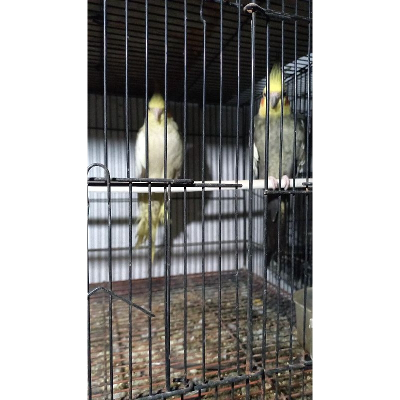 Burung Parkit Australia