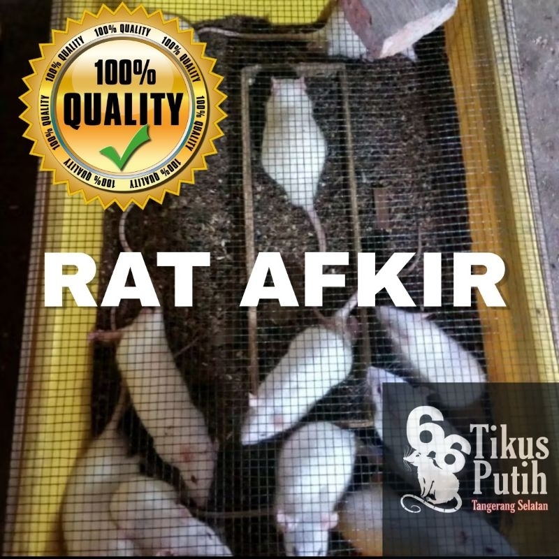 tikus putih rat afkir