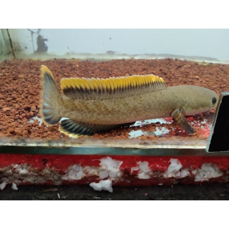 Channa limbata rim tebal