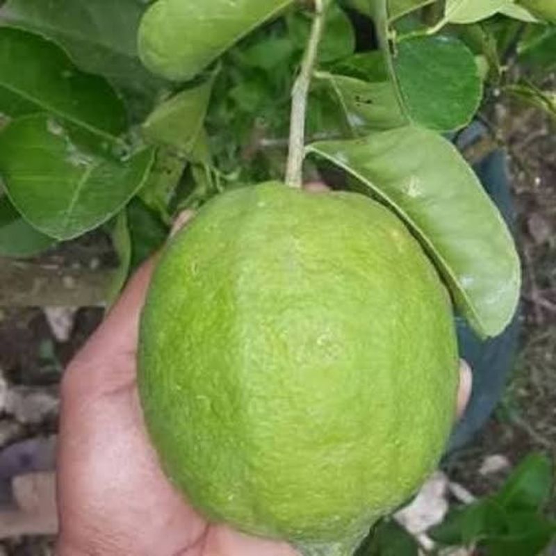 Bibit Jeruk Nipis Unggul