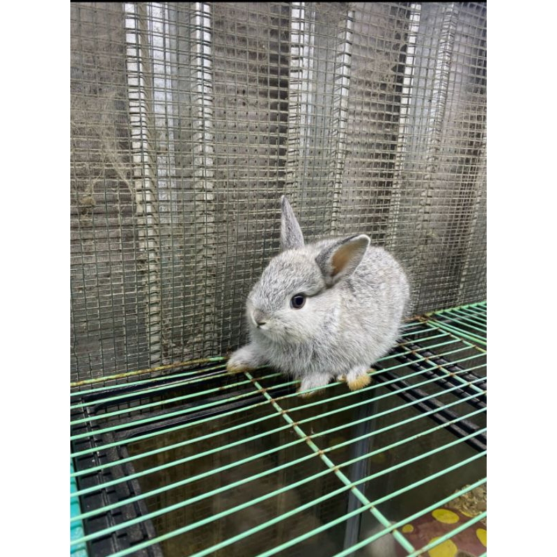 kelinci NETHERLAND DWARF / kelinci mini