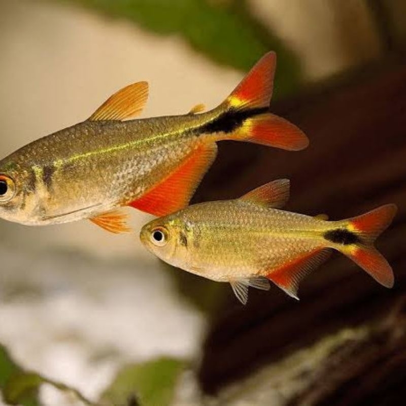 ikan hias buenos aires