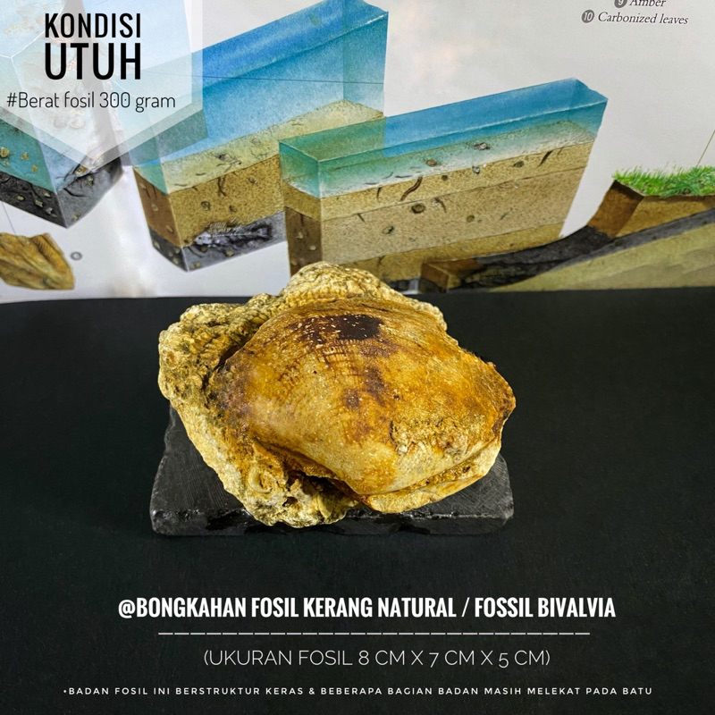 Fosil Kerang Purba Natural A27 atau Fossil Bivalvia atau Fosil Keong atau Fossil Shell atau Fosil Te