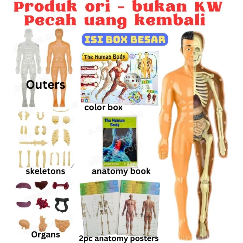 [Whispers] HUMAN BODY ANATOMY MODEL - MAINAN DOKTER - MAINAN TENGKORAK - HUMAN ORGANS - Mainan