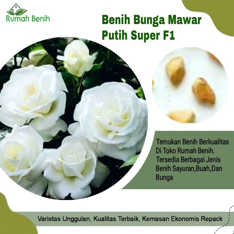 Benih Bunga Mawar Putih Unggulan / Bibit Benih Bunga Mawar Putih / Biji Benih Bunga Mawar Putih / Be