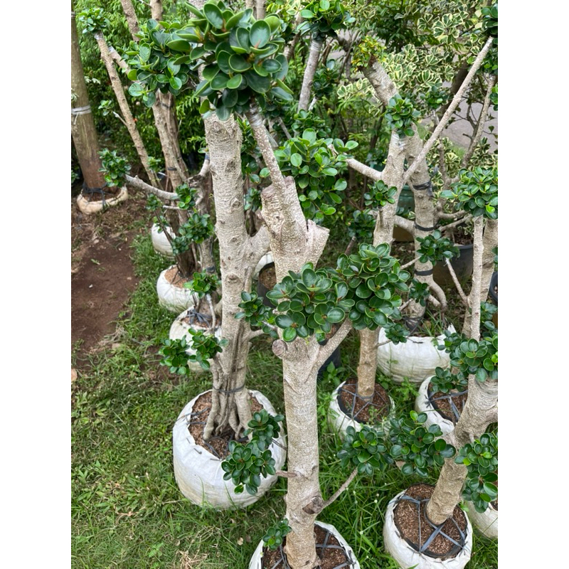 ( Free Packing Kayu) Bonsai Dolar Micro Taman Cabang Bagus Size Besar