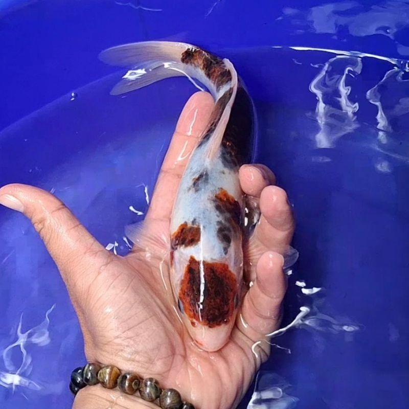Ikan Koi Blitar Jenis Goromo / Rumah Koi Jakarta / kode 0015