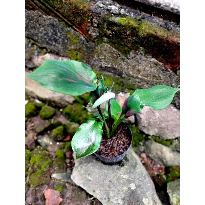 keladi caladium red ceria anakan