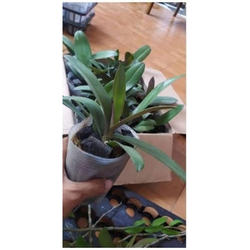 anggrek bulan doritis siap berbunga