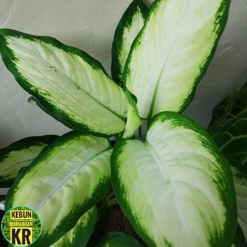 _Adudushop Aglonema Tisue//Diven Tisue Gold Cocok Untuk Hiasan Ruangan Indor Dan Outdor