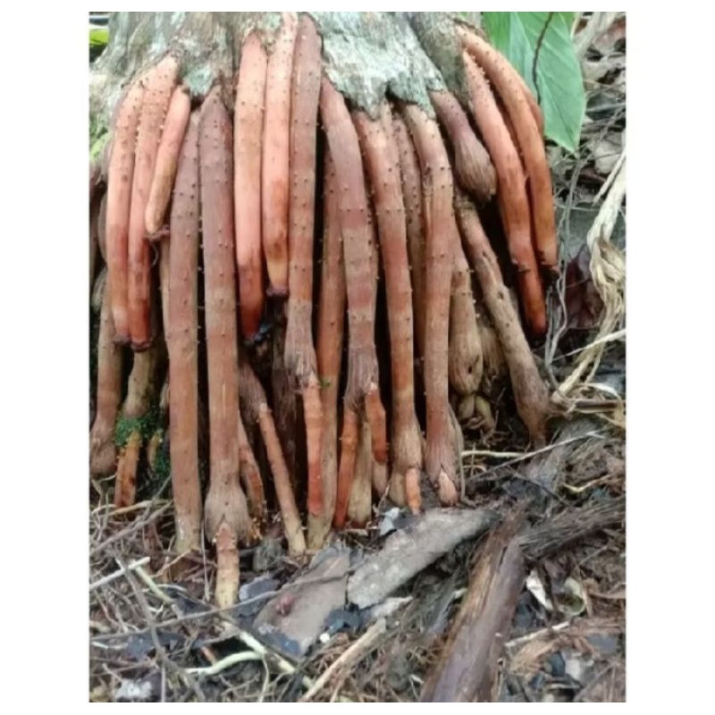 

Akar Pinang Muda / Akar Jambe Muda Segar 500gr Obat Tradisional Herbal Stamina