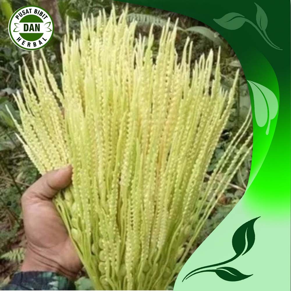 

Bunga pinang/jambe segar per 100 gram dipetik dadakan