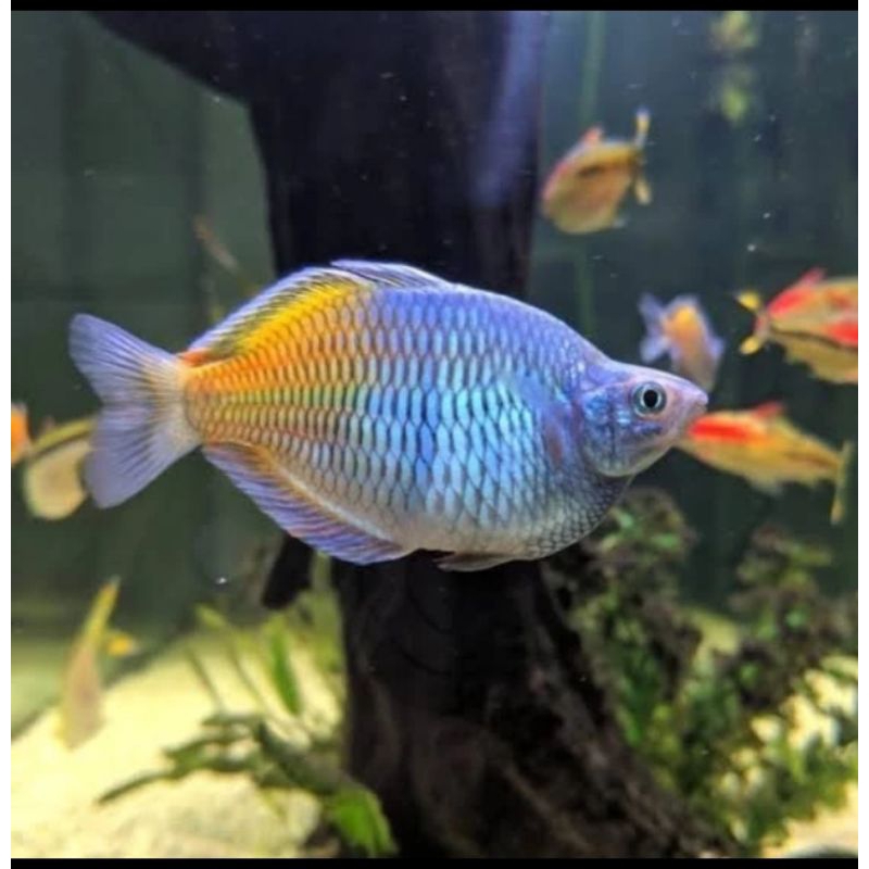 

HIASAN AQUARIUM-RAINBOW BOSEMANI BALLON