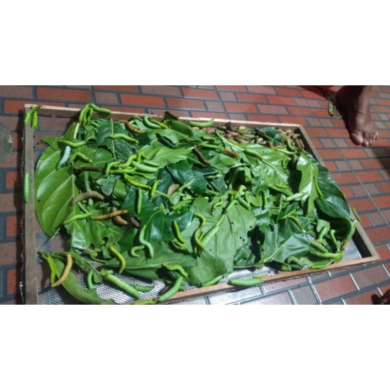 Ulat Mengkudu Umpan Pancing Bawal paket 10 ekor,harga per ekor