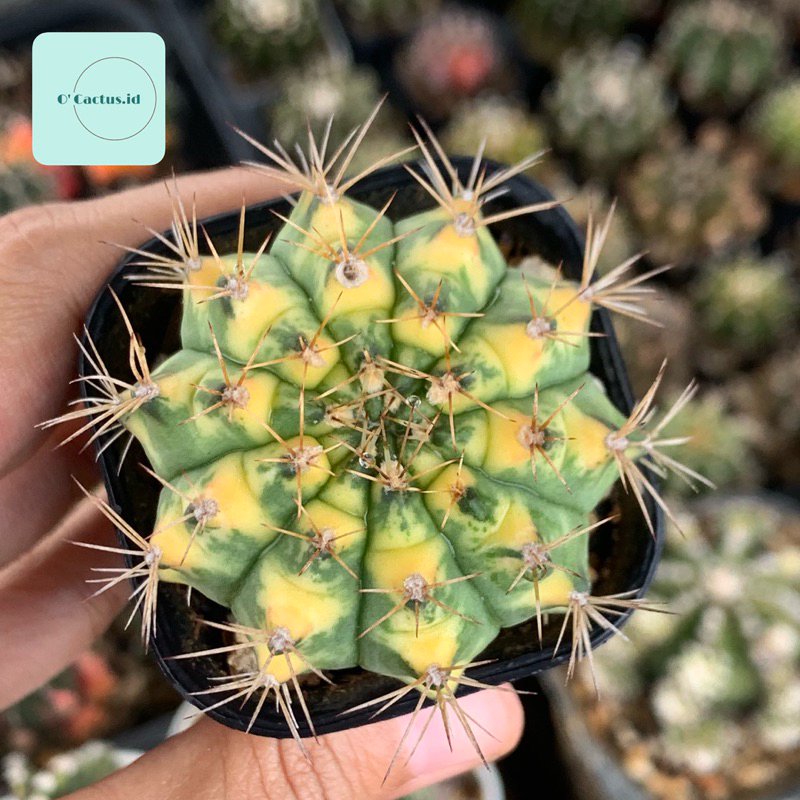 Gymnocalycium Mihanovichi Varigata ( Gymno Miha Kaktus Tanaman hias hidup