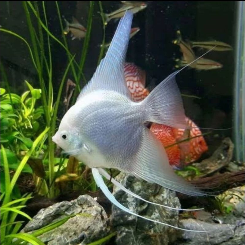 

HIASAN AQUARIUM/MANFISH PLATINUM