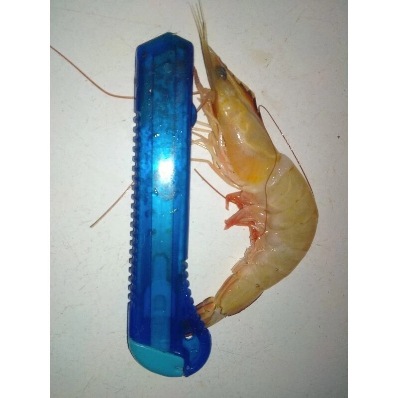 

Udang Jerbung / Udang Laut Fresh Frozen 1Kg Kwalitas Terbaik BERGARANSI