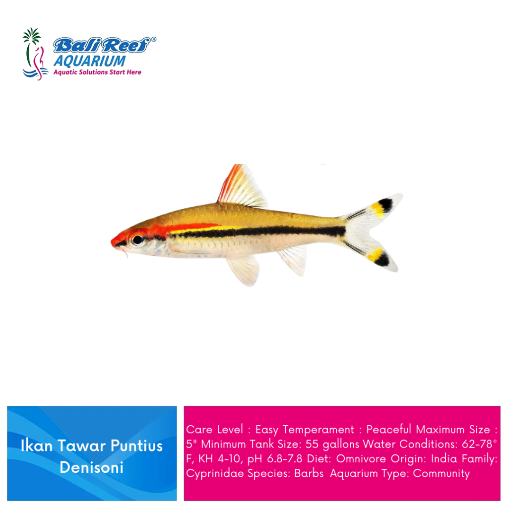 Ikan Hias Aquascape Air tawar Puntius Denisoni