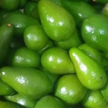 

Alpukat Mentega Super