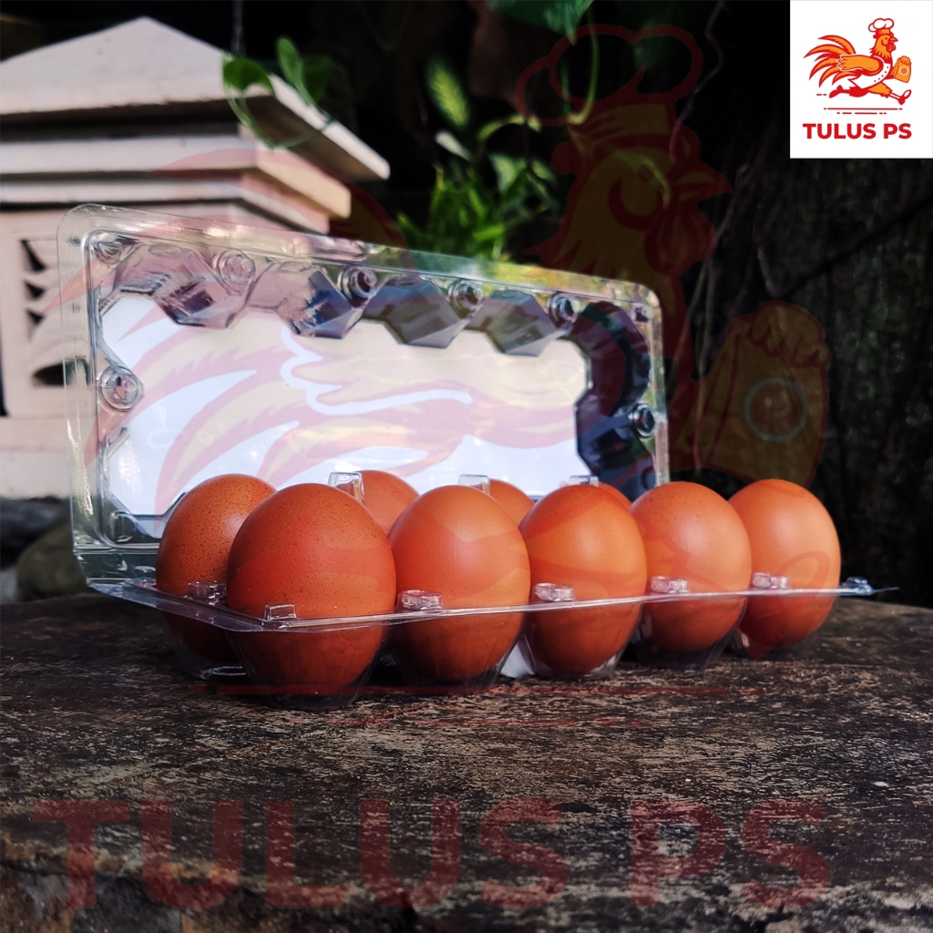

TELUR AYAM NEGERI KUALITAS SUPER