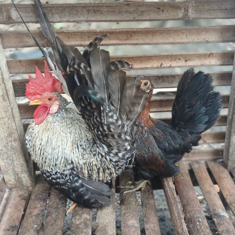 Ayam Hias Kate  Jali Jantan Siap Produk ( Wajib Chat Dulu)