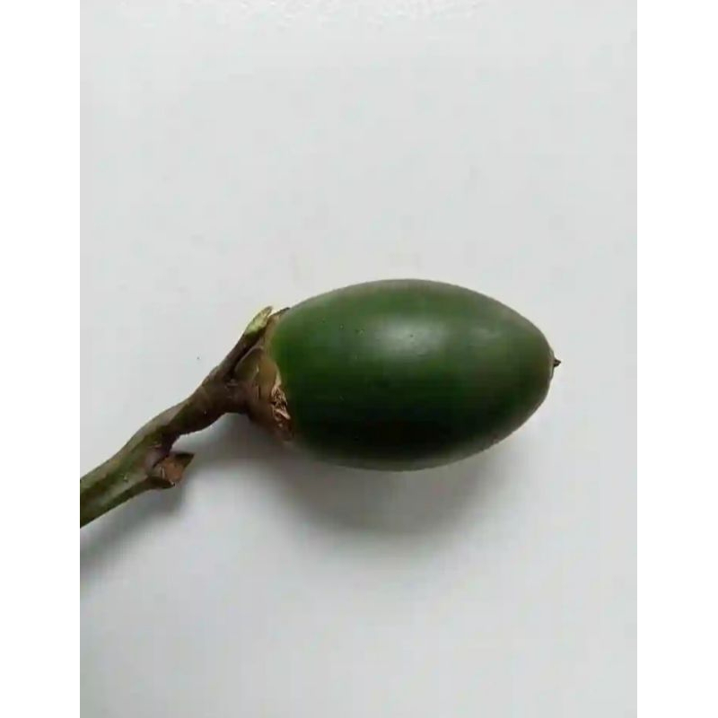 

buah pinang muda