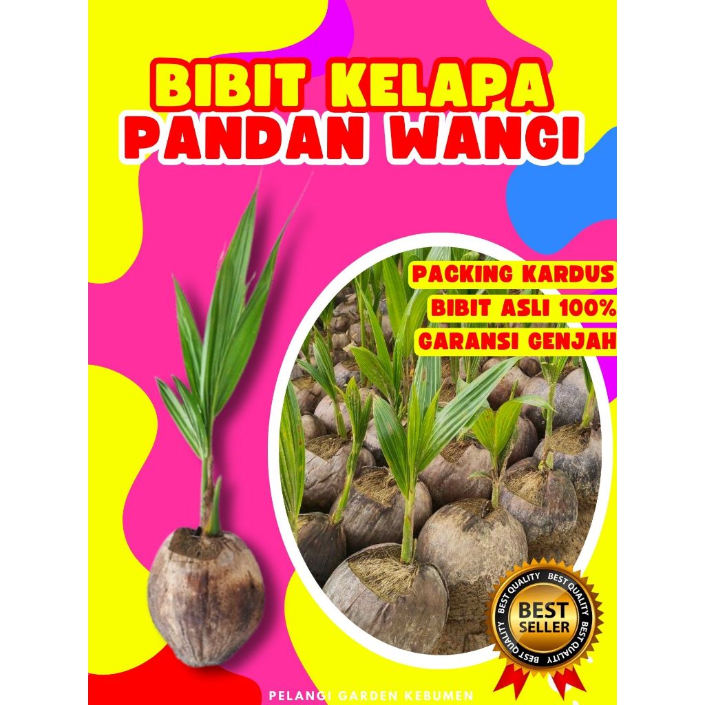 LANGSUNG PETANI  Bibit Kelapa Pandan Wangi Asli Thailand, Bibit Kelapa Pandan Wangi Aroma Durian