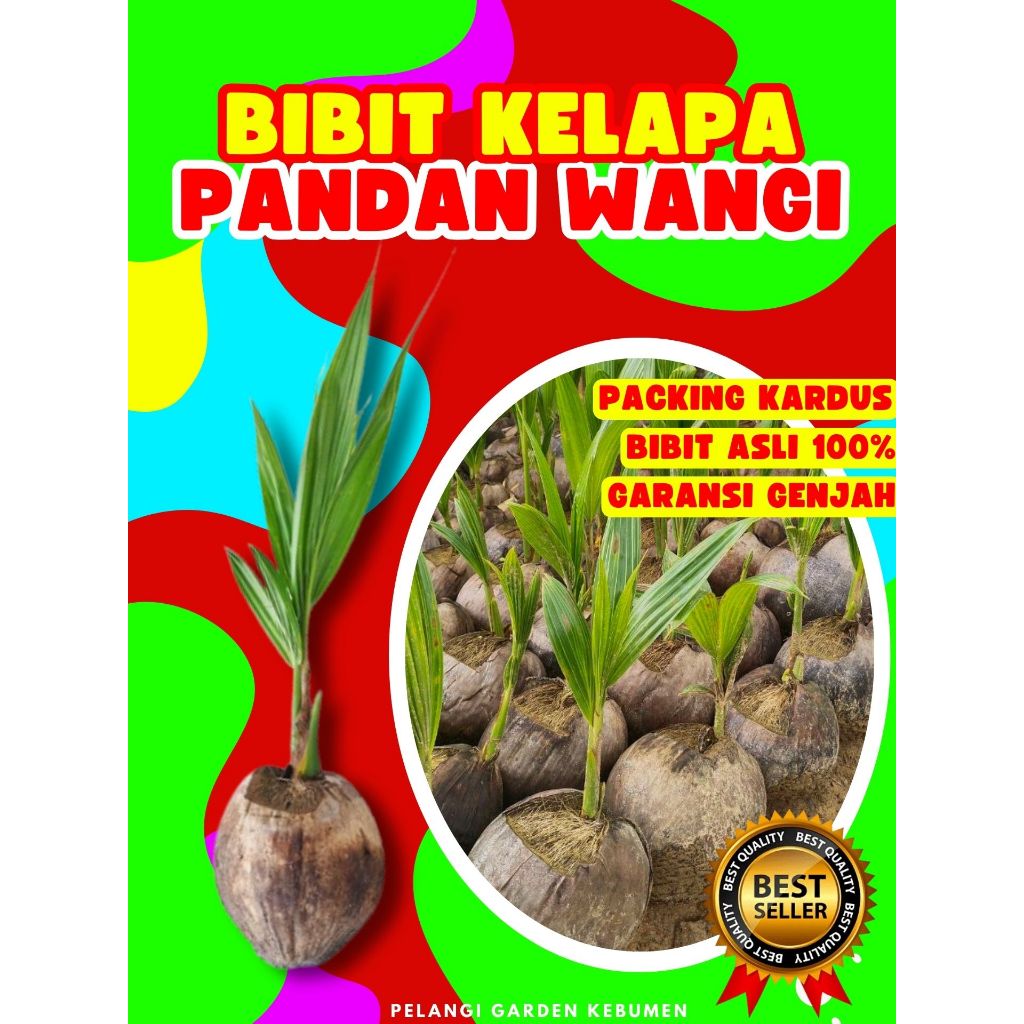 GARANSI KEASLIAN  Bibit Kelapa Pandan Wangi Bersertifikat, Bibit Kelapa Pandan Wangi Durian