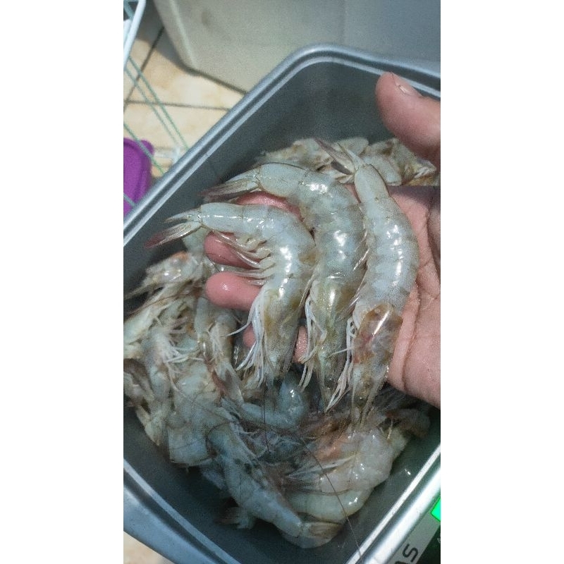 

Udang Vaname