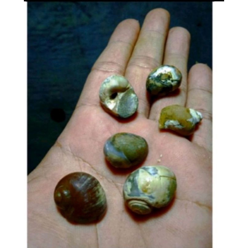 keong purba yg sudah menjadi batu