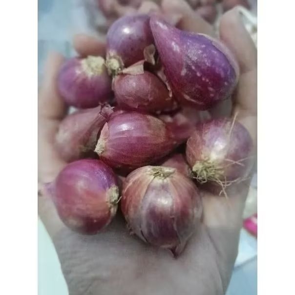 

Jawapass - Super Bawang merah Brebes Super, Besar kering kualitas pasti terbaik