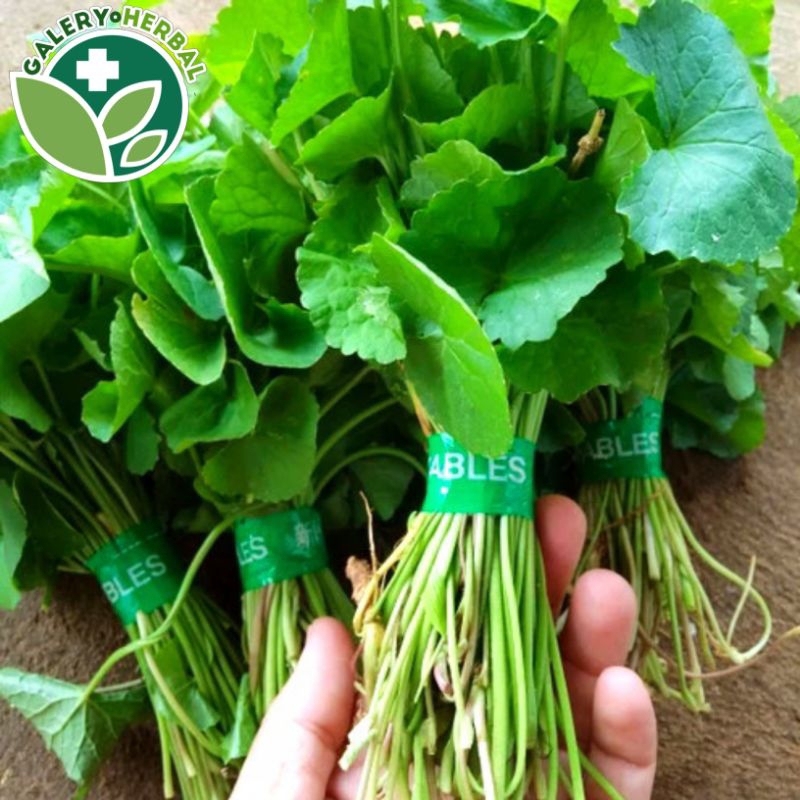 

Daun Pegagan Segar 100gr / Lalapan Daun Pegagan atau Daun Antanan