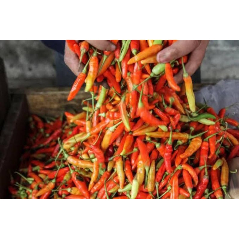 

CABAI RAWIT MERAH HARGA PERKILO