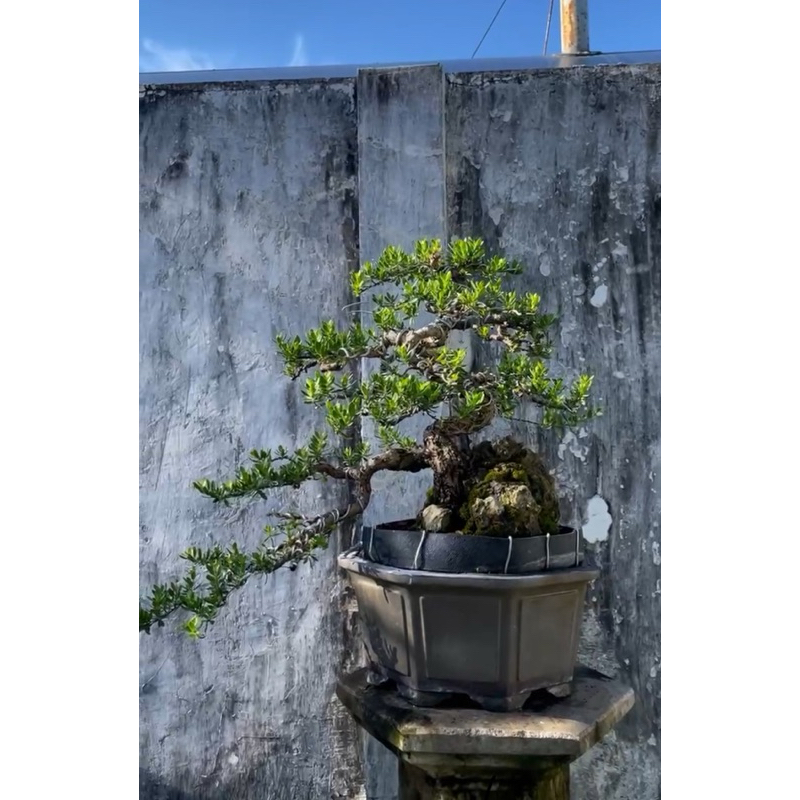 Santigi Karang Ori di full Atas Karang Medium