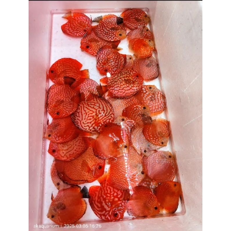 Ikan Discus Pigeon Checkerbord Size 4 Inc