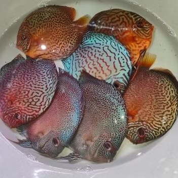 Ikan Discus 3 Inc Leopard Snake Skin