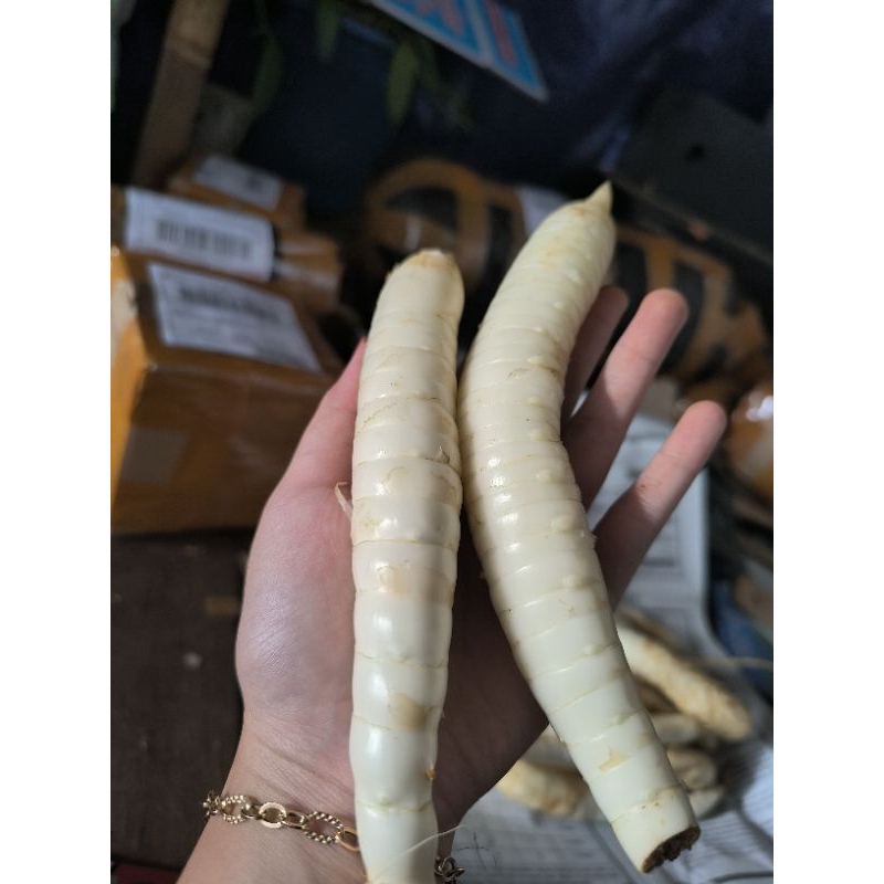 

realpict umbi garut segar/terigu segar obat asam lambung sudah bersih 1 kg