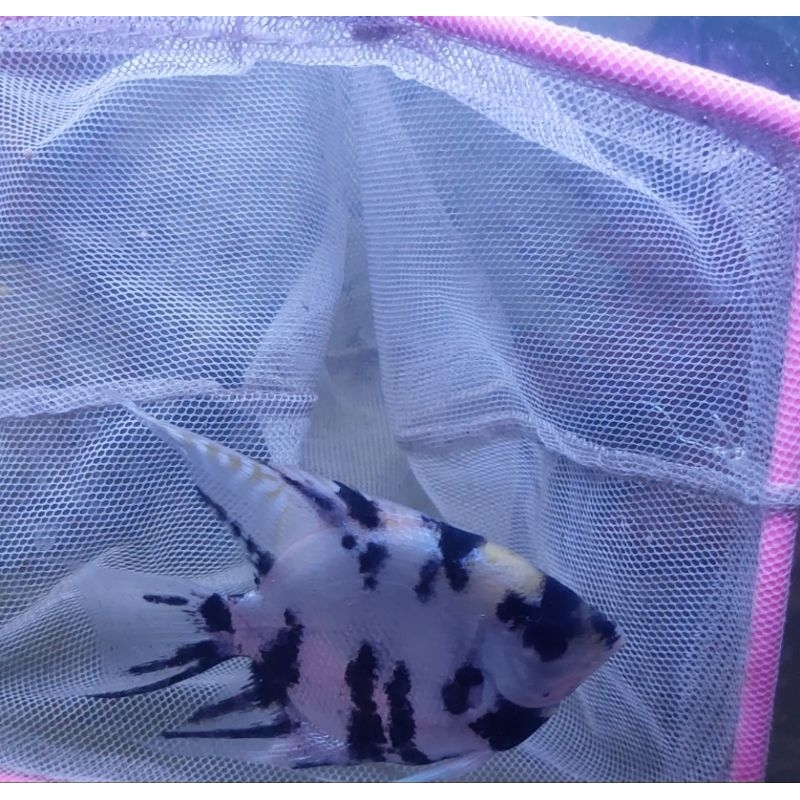 Ikan Hias Manfish Jumbo