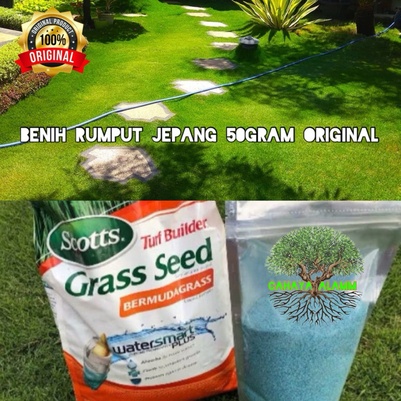 (50gram) benih jepang - benih rumput jepang original