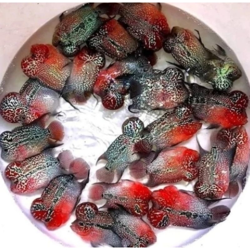 Louhan Super Red Dragon 12cm - Ikan Hias Aquarium