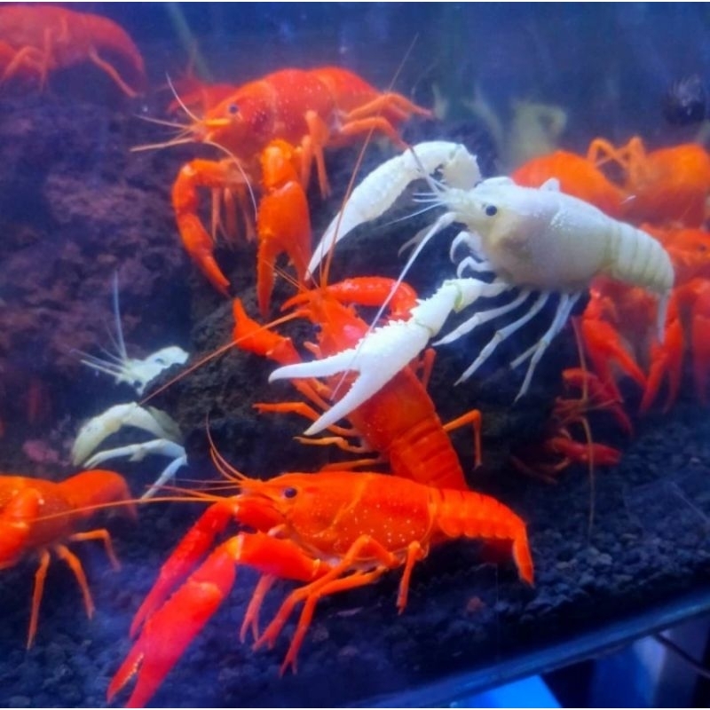 Lobster Hias Putih Dan Merah Lobster Hias Air Tawar 10+Cm