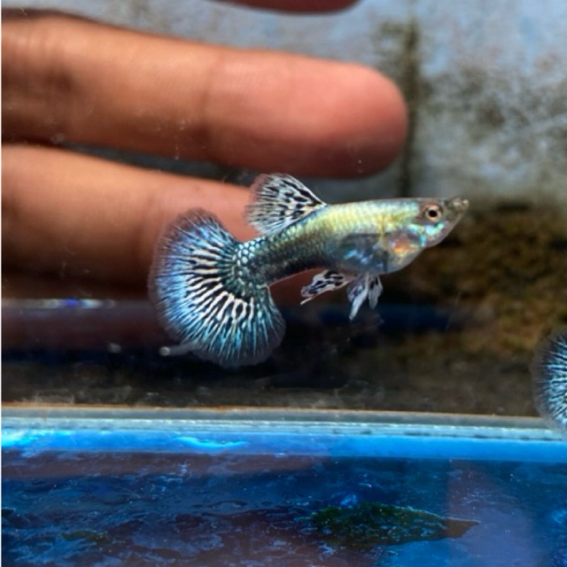 Hiasan Aquarium Ikan Guppy Platinum Blue Dragon