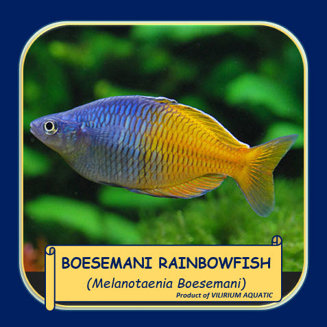 IKAN HIAS AIR TAWAR - RAINBOW BOESEMANI / BOESEMANI RAINBOWFISH / MELANOTAENIA BOESEMANI (SIZE ADULT