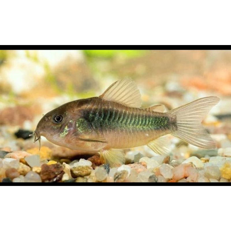 

HIASAN AQURIUM/CORYDORAS AENES