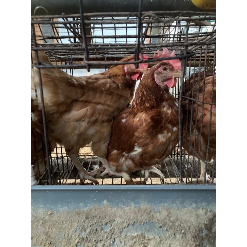 Ayam afkir merah jumbo, up 1,8 Kg