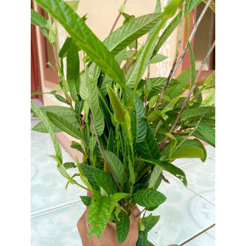 

Daun duduk cabai Fres ,daun duduk obat herbal ,daun duduk original terbaik asli