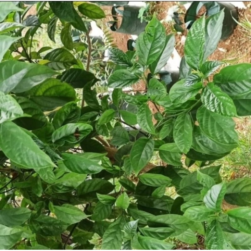 

sayur leilem segar dan organik 100 % dari kebun sendiri (order, panen, kirim )